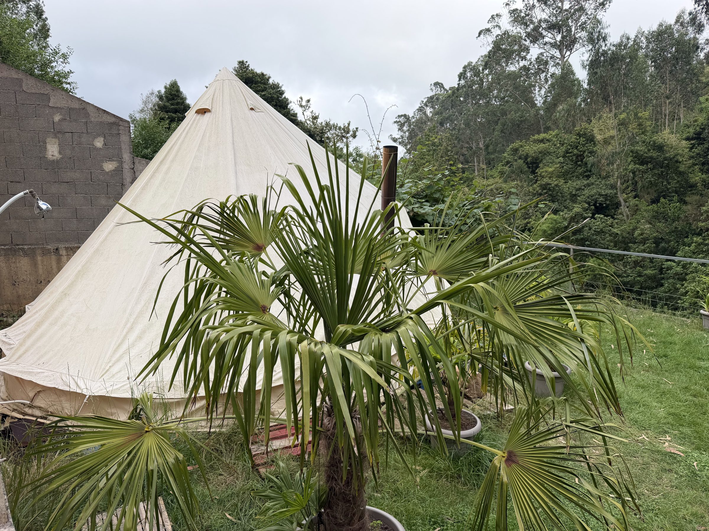 Canvas bell-tent bathhouse for the Madeira Longevity Ritual, surrounded by laurel forest
